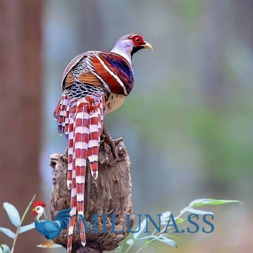 

FERTIL TELUR AYAM hias ringneck hume's pheasant untuk ditetaskan