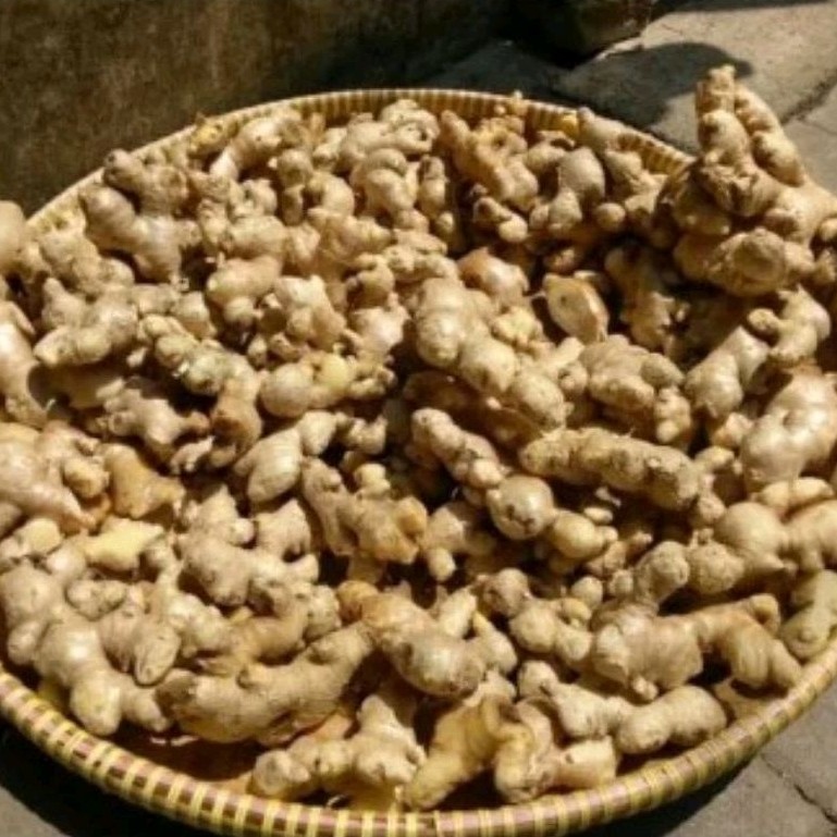 

jahe emprit segar fresh 1kg