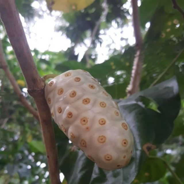

Buah Mengkudu segar / Kg/biji