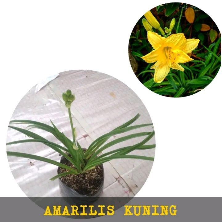 Bunga Amarilis Kuning - bakung kuning - tanaman bunga amarilis - bunga amarilis -bunga  bakung