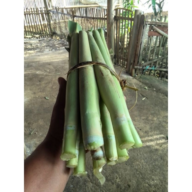 

Turubuk telur turubuk cobek turubuk sayuran segar,Ready di petik dadakan saat ada order/Nur'falisha oll shopp