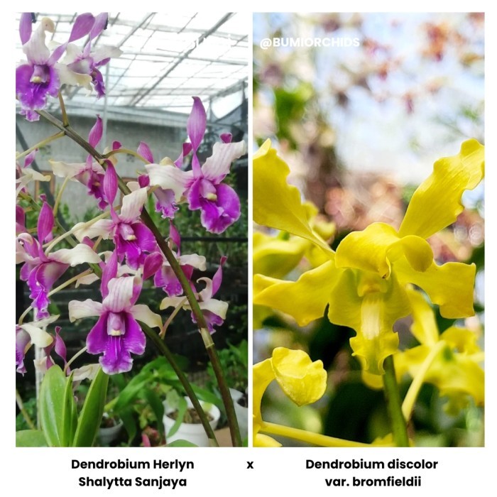 BUMI ORCHIDS Anggrek Dendrobium Herlyn Shalytta Sanjaya x D. discolor var. bromfieldii - Seedling Fo