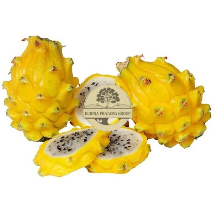 Bibit Buah Naga Kuning Super