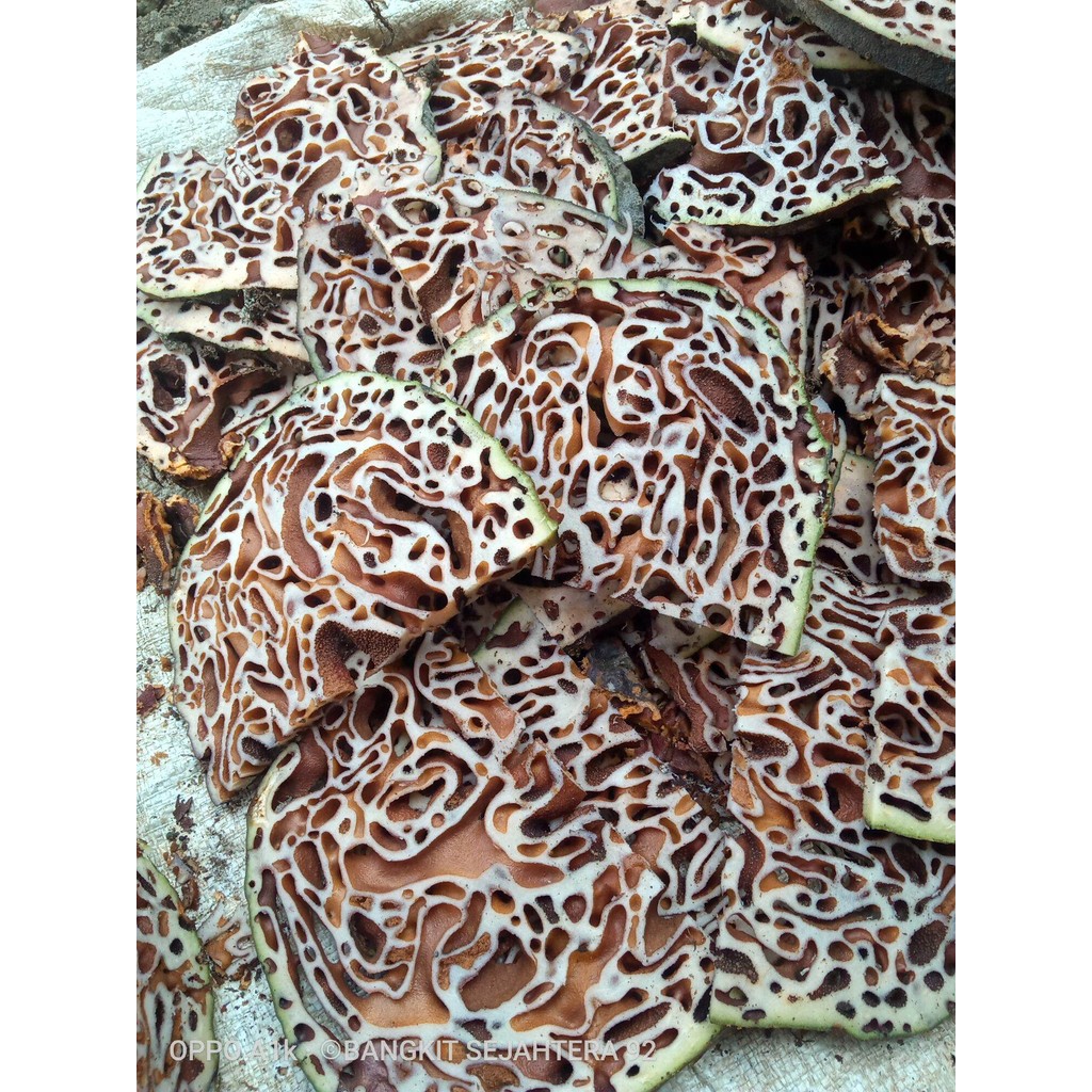 

sarang semut papua asli kondisi basah segar 1 kg