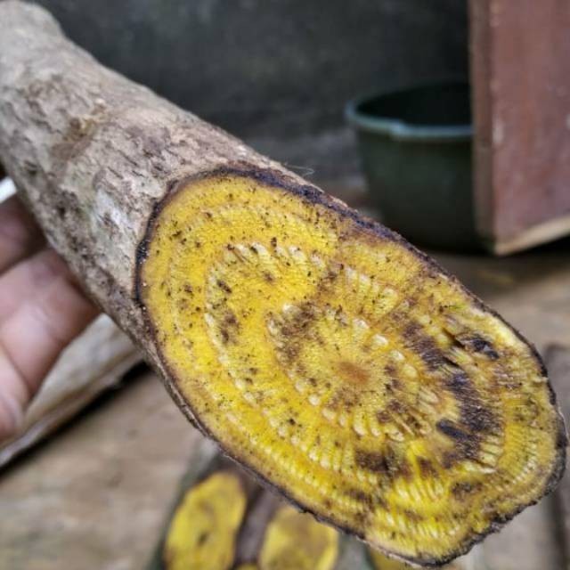 

Obat liver langka ,kayu kuning(kikoneng) 1kg