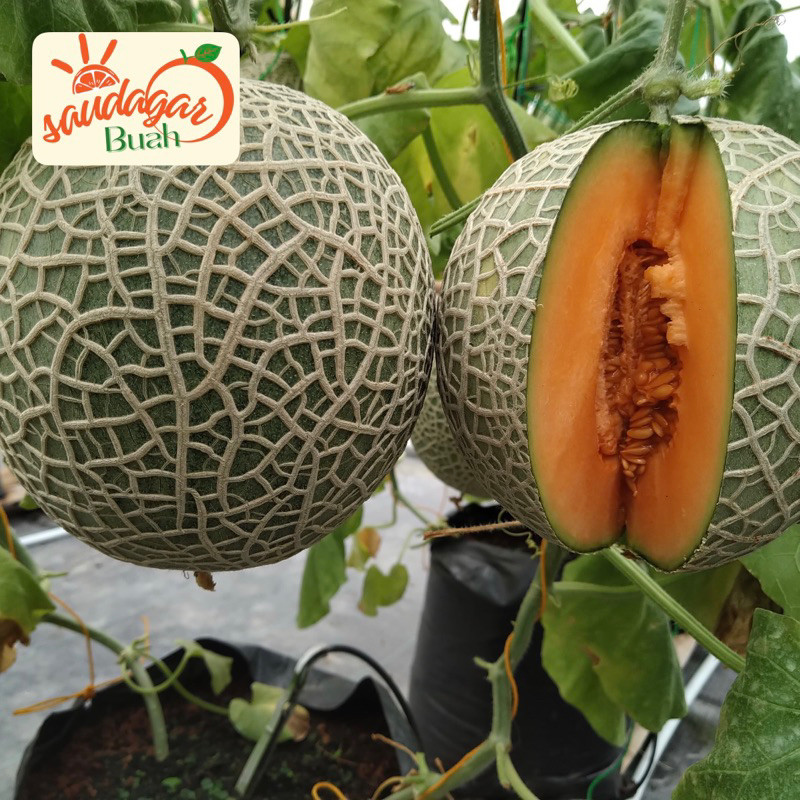 

BUAH MELON HONEY FUJISAWA MANIS HIDROPONIK ud buah tiga saudara