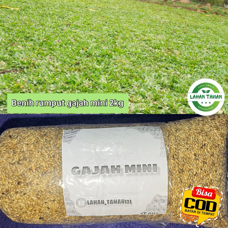 2kg benih rumput gajah mini/ rumput gajah mini