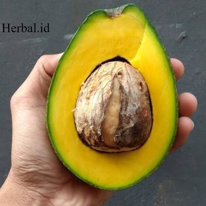 

BUAH ALPUKAT MENTEGA 1KG . ALPUKAT Alpucado