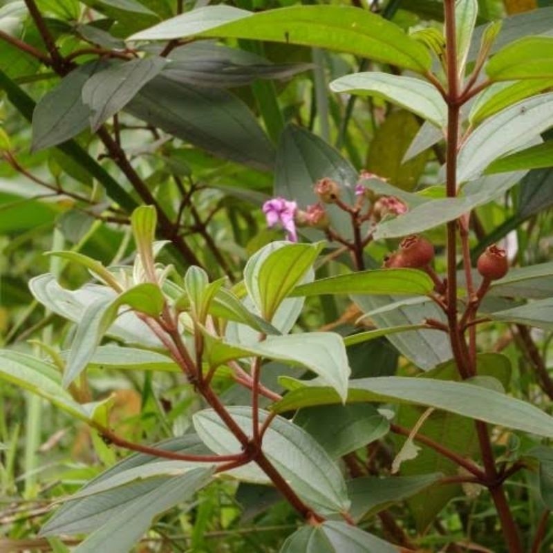 

JUAL Terbaik Daun senggani senduduk Harendong segar fresh .