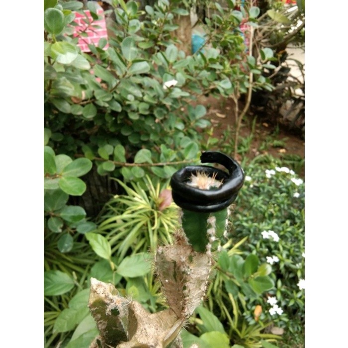 IMDAHANDICRAFT Cincin Ring Akar Bahar Asli