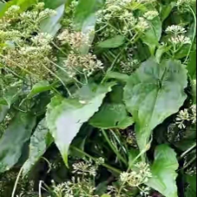 

Daun sembung rambat /mikania micrantha 250 gram terbaik segar