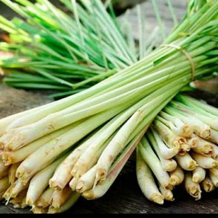

sereh wangi sangat cocok untuk bumbu masakan pewangi bahan pangan