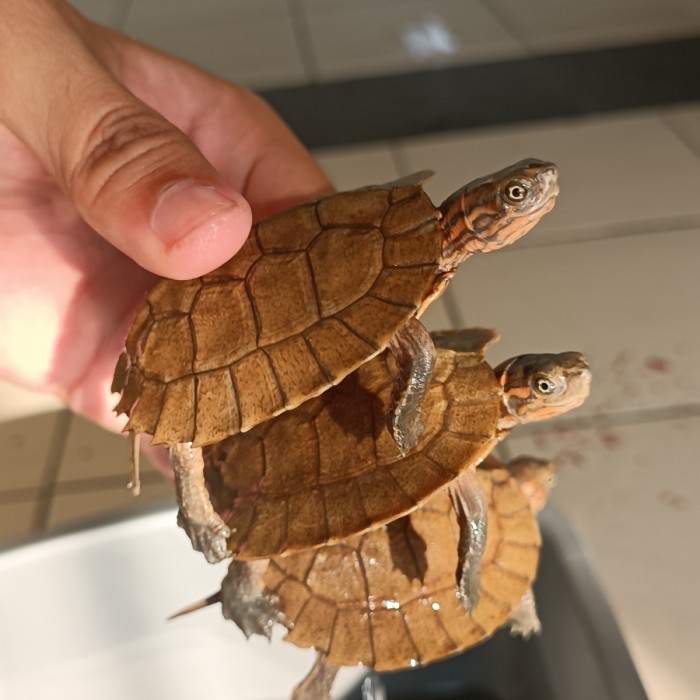 SALE -Kura Daun Baby