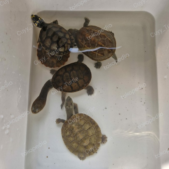 SALE -KURA KURA AIR Leher Panjang Siebenrocky