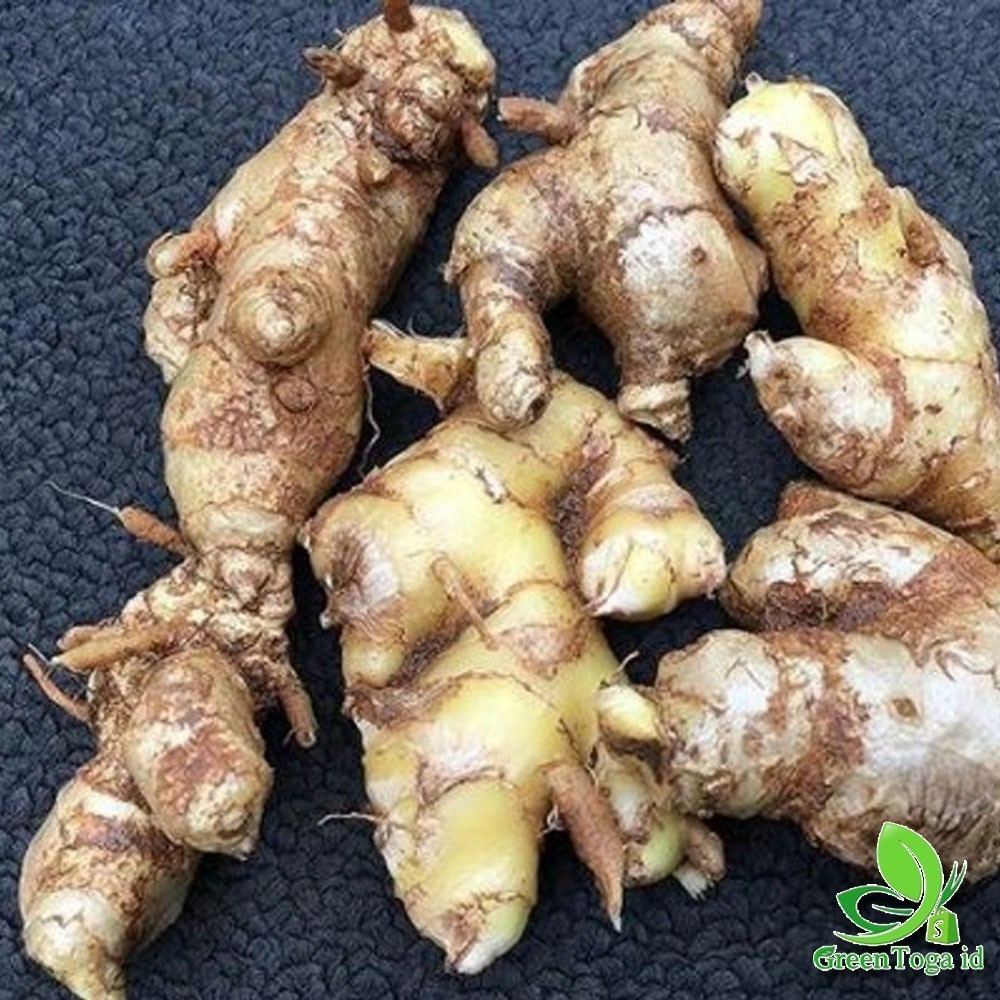 

Promo Puyang Lempuyang Super 1kg - Herbal Alami Peningkat Vitalitas & Kesehatan Fresh