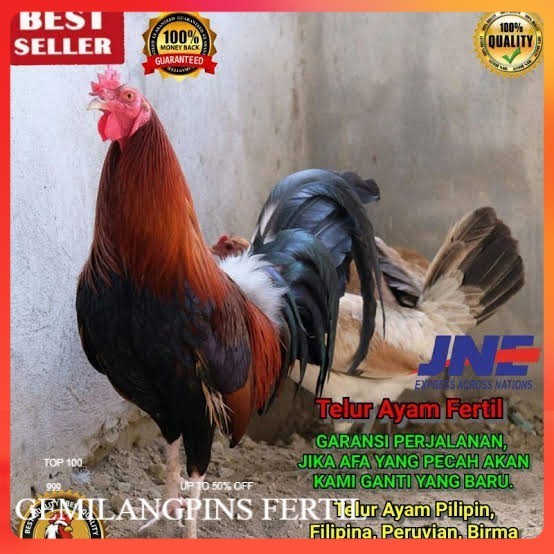 FERTIL Telur ayam hias pilipin fertil siap ditetaskan Langsung