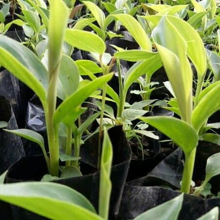 Bibit kecombrang hijau sehat dan segar