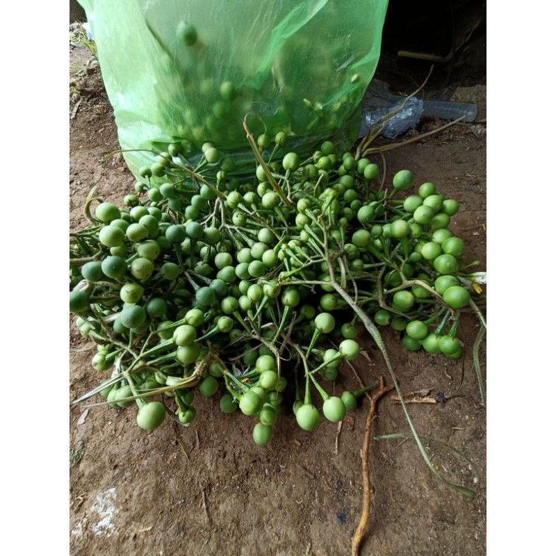 Buah terung pipit segar /1kg takokak/cepokak rimbang