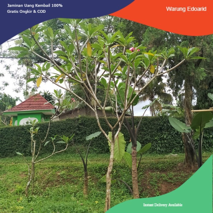 Pohon Kamboja Bunga Merah Tinggi 2 Meter