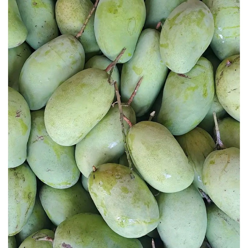 

TEBUS MURAH mangga muda rujak 1kg ukuran besar TERBAIK
