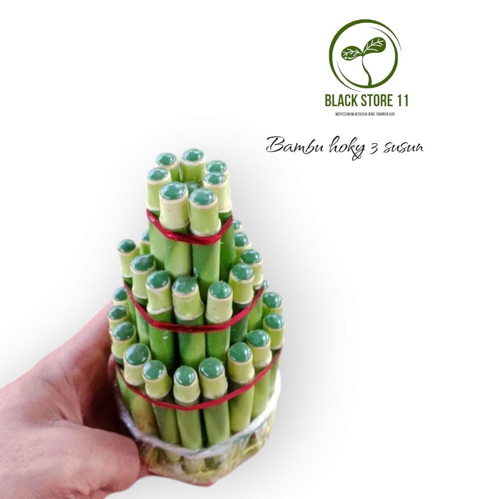 Bambu Hoki / Bambu Hoki Aestetic / Bambu Hoki Murah /Bambu Rejeki / Bambu cina / Lucky bamboo Tanama
