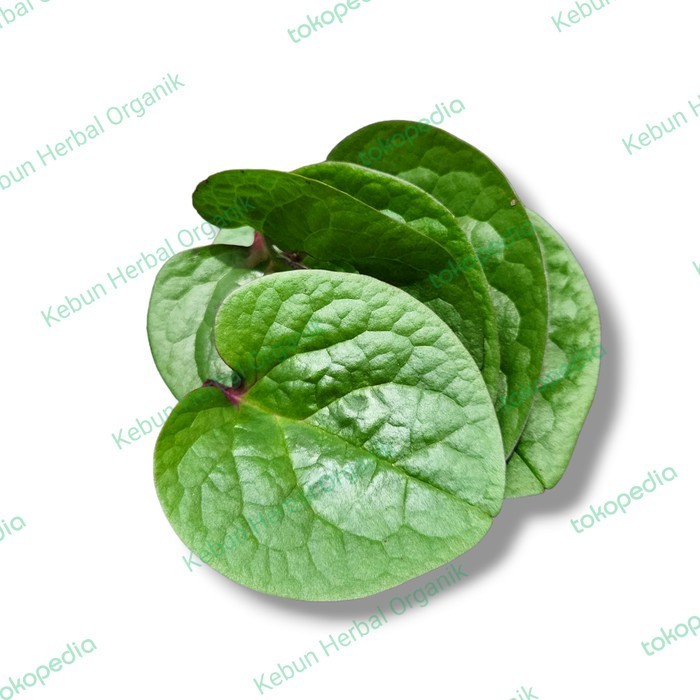 

Daun Binahong Merah Segar Per Lembar Obat Herbal Wasir