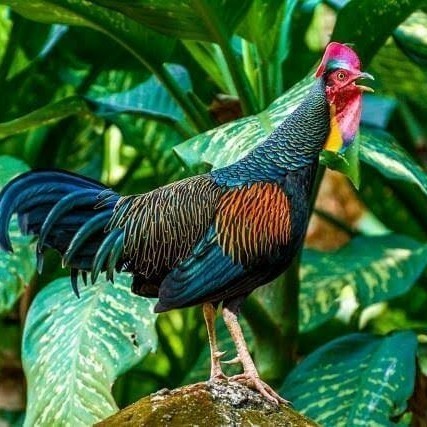 

Fertil Telur ayam hutan x jawa bekisar siap ditetaskan