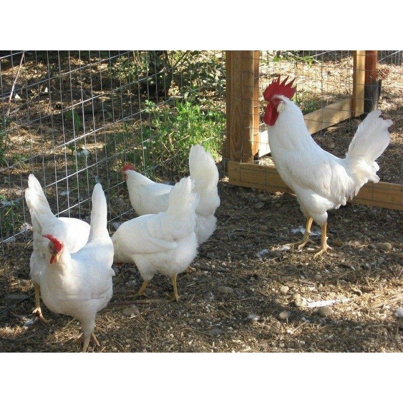 

Fertil TELUR AYAM ARAB WHITE UNTUK DI TETASKAN