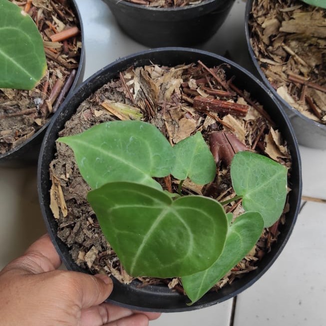 New tanaman hias anakan kuping gajah tarantula