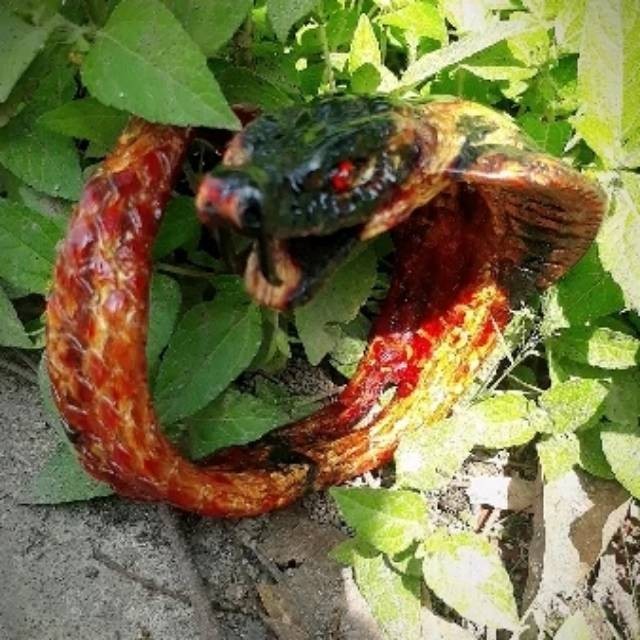 Gelang AKAR BAHAR MERAH ASLI TEMBUS CAHAYA UKIR ULAR COBRA