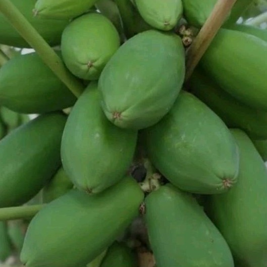 

Pepaya Mentah Sayuran Fresh 1 Buah 1,5 kg.