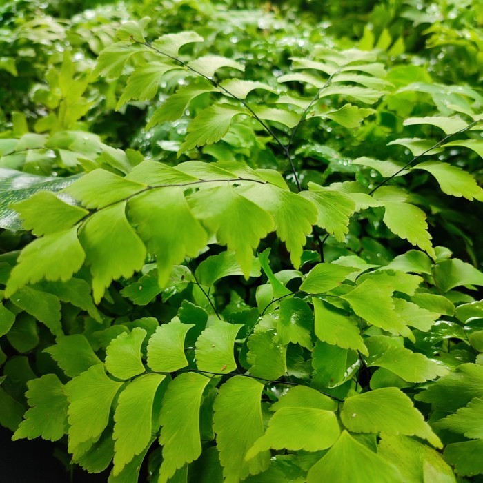 PROMO tanaman hias suplir daun besar / suplir trapesium / pakis suplir