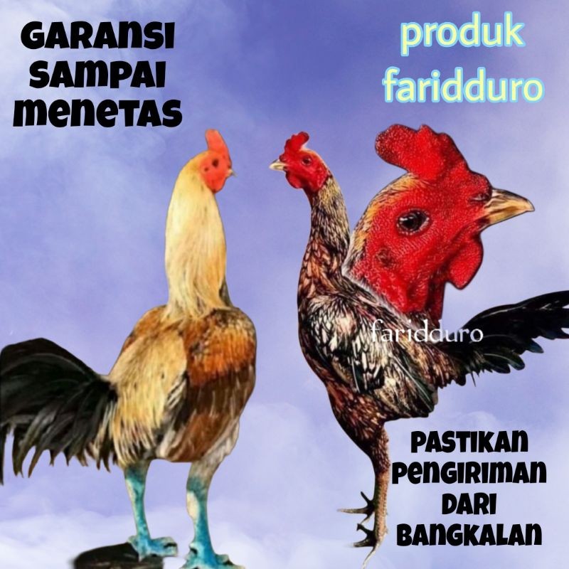 

Telur Tetas GARANSI SAMPAI MENETAS Ayam Aduan Fertil Trah Yokeree X Saenkhon / GARANSI / Pama Iq / Mangon Vip.