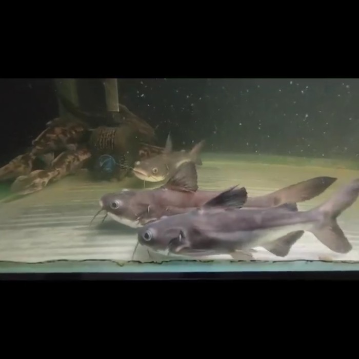 SALE -Hiasan Ikan Rtc X gengshikan hybrid GK