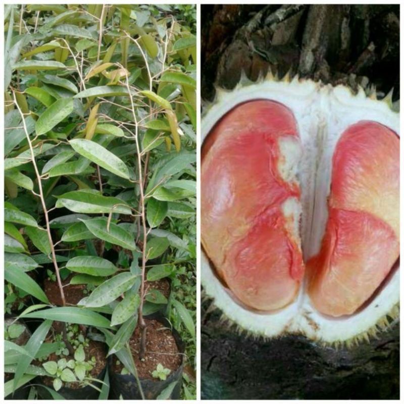 

bibit durian pelangi super JURAGAN BIBIT
