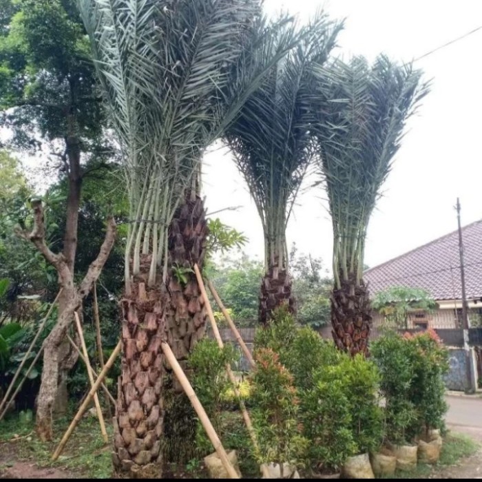pohon kurma besar tinggi 2-2,5 meter batang keras - pohon kurma