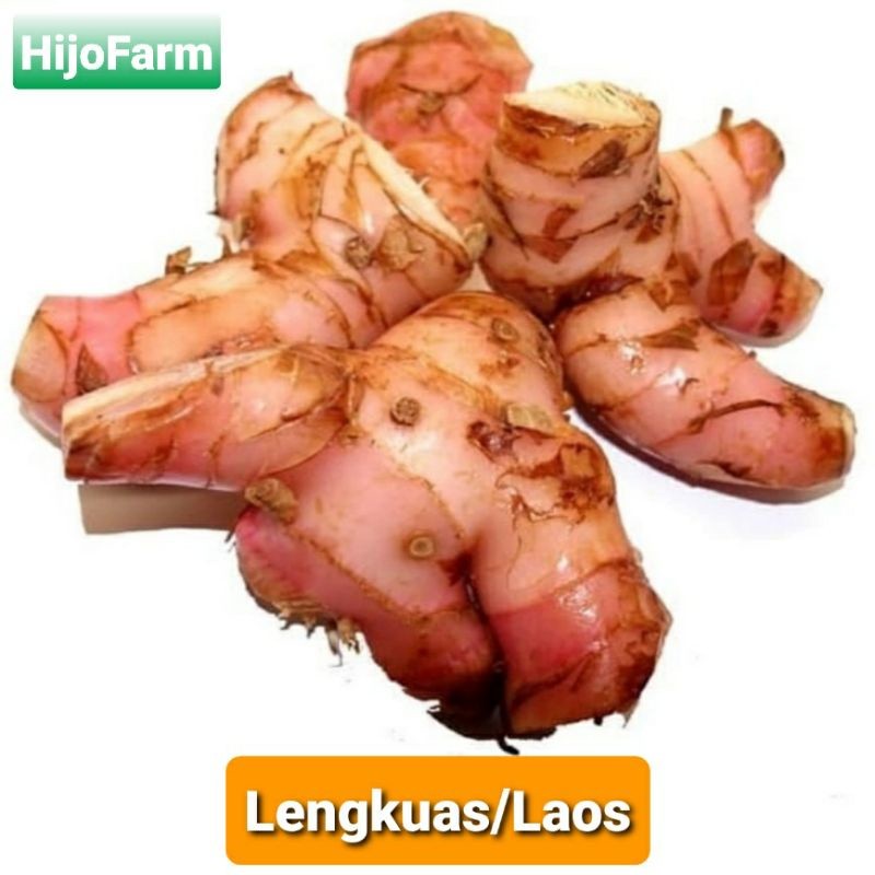 

Lengkuas Laos Segar 500 Gr