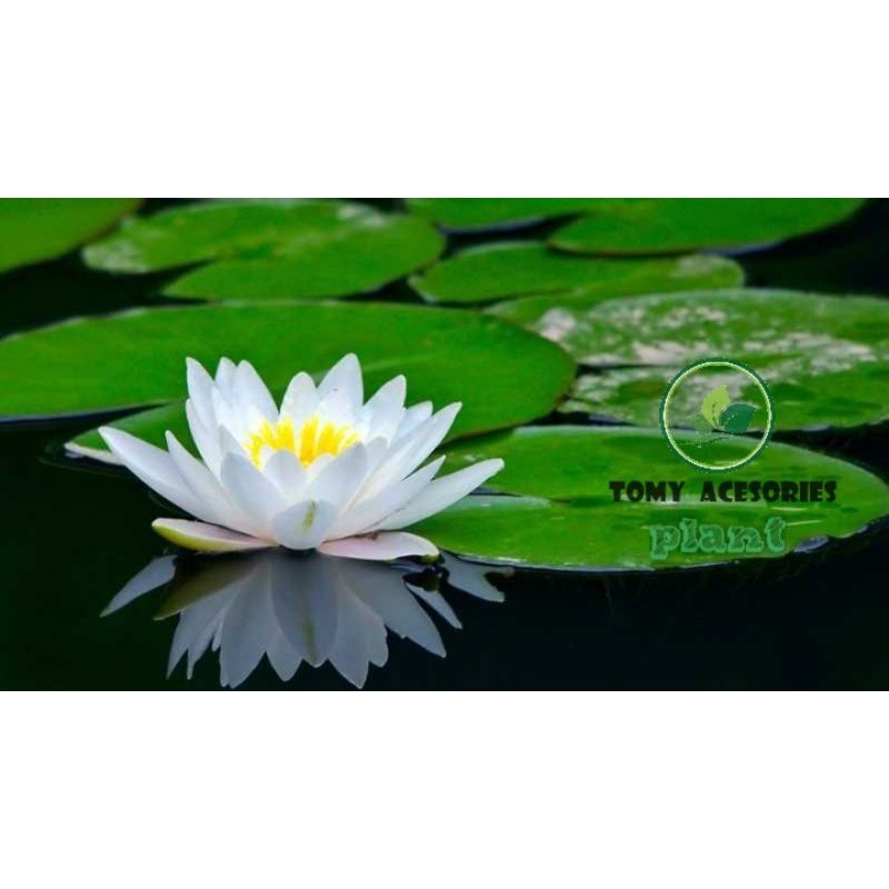 Nymphaea Teratai Bunga Putih Tanaman Hias Bunga Kolam