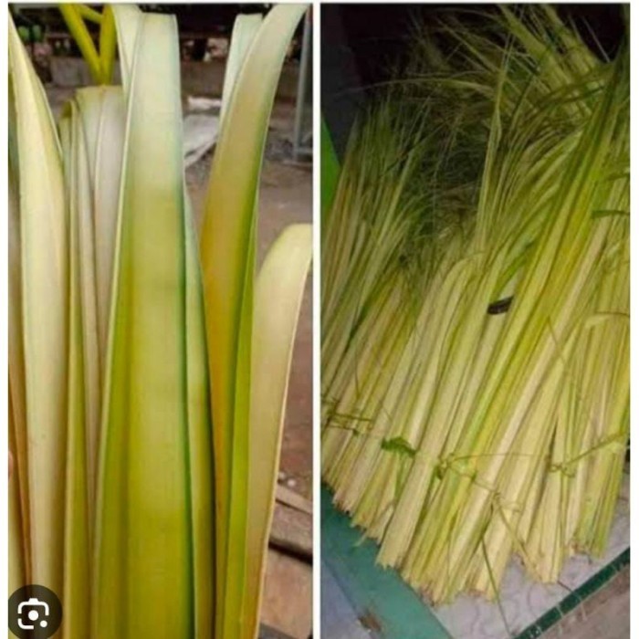 

Janur Kelapa Kuning Bahan Ketupat Lebaran Daun Kelapa Muda Kerajinan