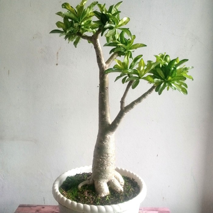 Adenium Arabicum Thaisoco