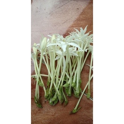 

Cod bunga kitolod segar isi 30 bunga