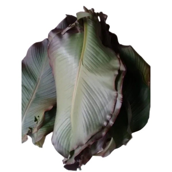 

Cod Daun ganyong merah segar 1kg