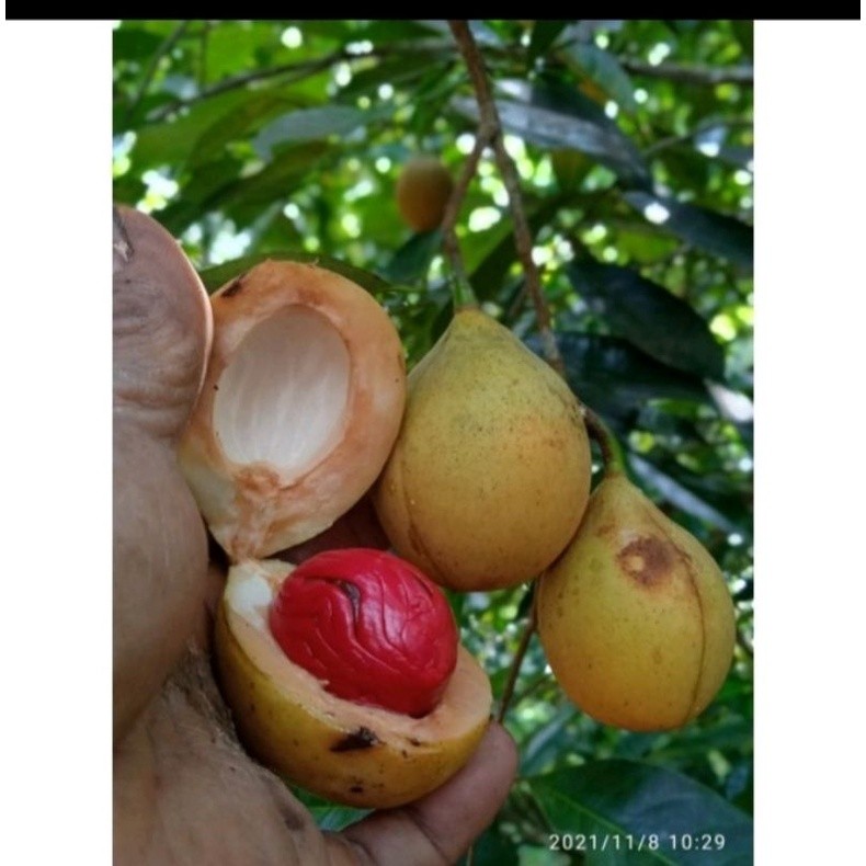 

buah pala mentah per 3kg baru petik