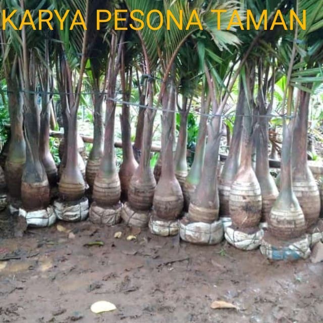palem botol uk. 2 meter - tanaman hias palem boto