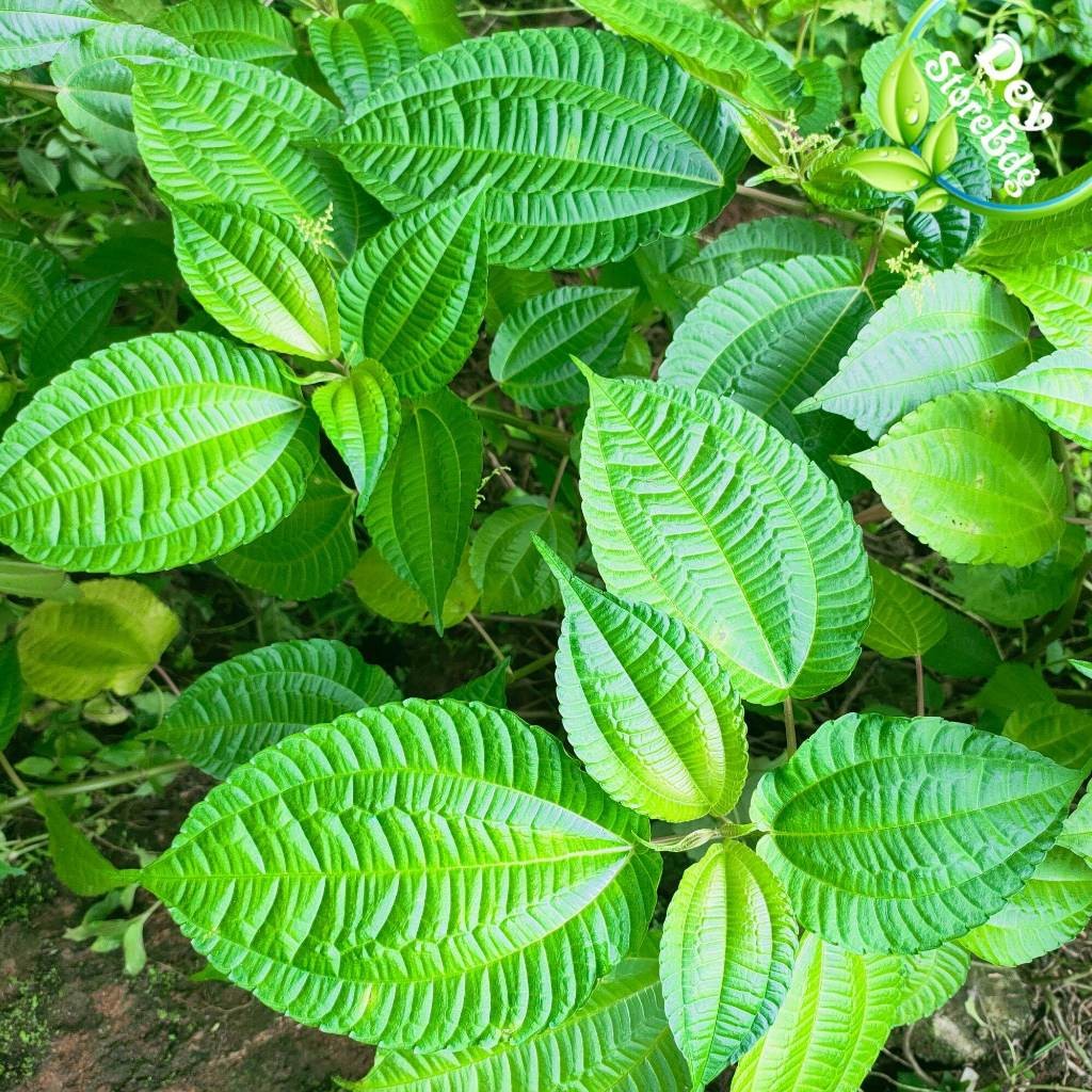 

JUAL Daun Poh Pohan Segar Fresh Untuk Sayuran Lalapan .