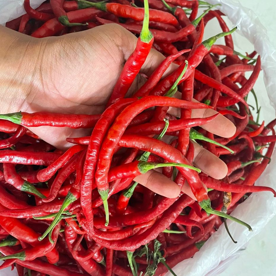 

Cabai Keriting Merah Lombok Tampar Merah Fresh