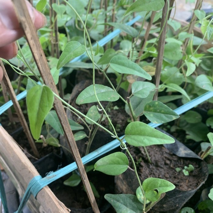 Bibit Tanaman Cincau Jelly - Cincau Jelly Rambat