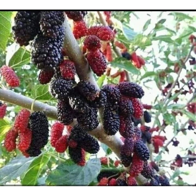 Tanaman Buah Murbai Sudah Berbuah