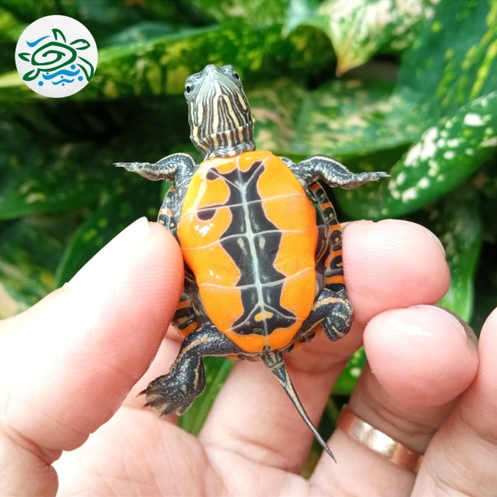 SALE -picta belly / kura picta belly