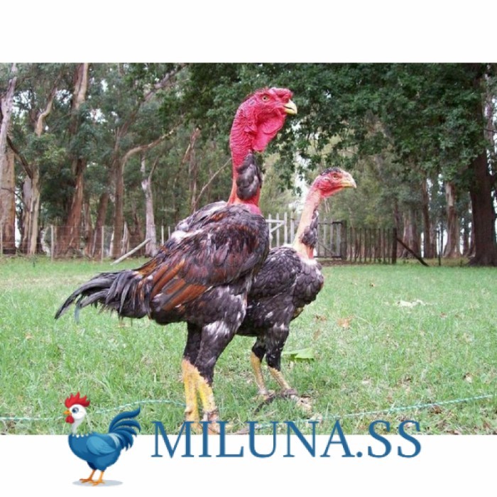 

FERTIL TELUR TETAS telur ayam petarung saigon siap ditetaskan - ayam saigon